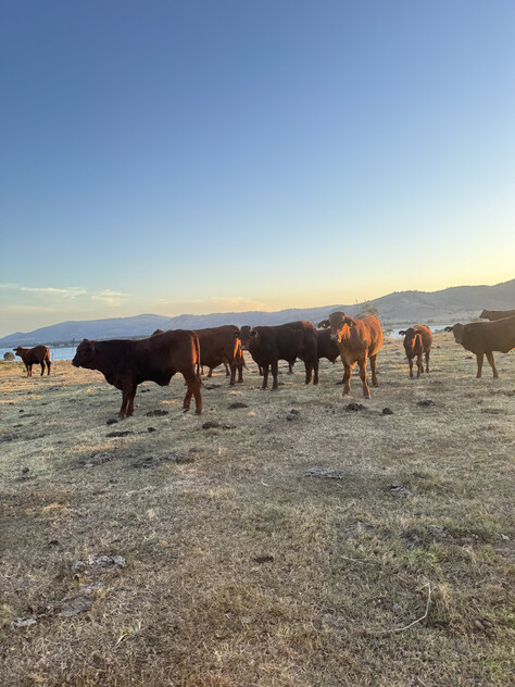 Cattle Grazing Opportunity 360.475 Ha (890.75 Acres); Seqwater Lease Kennedys Road, Winya, QLD 4515