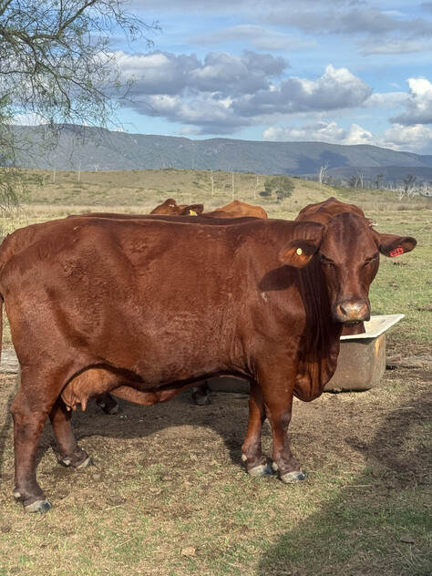 Cattle Grazing Opportunity 360.475 Ha (890.75 Acres); Seqwater Lease Kennedys Road, Winya, QLD 4515